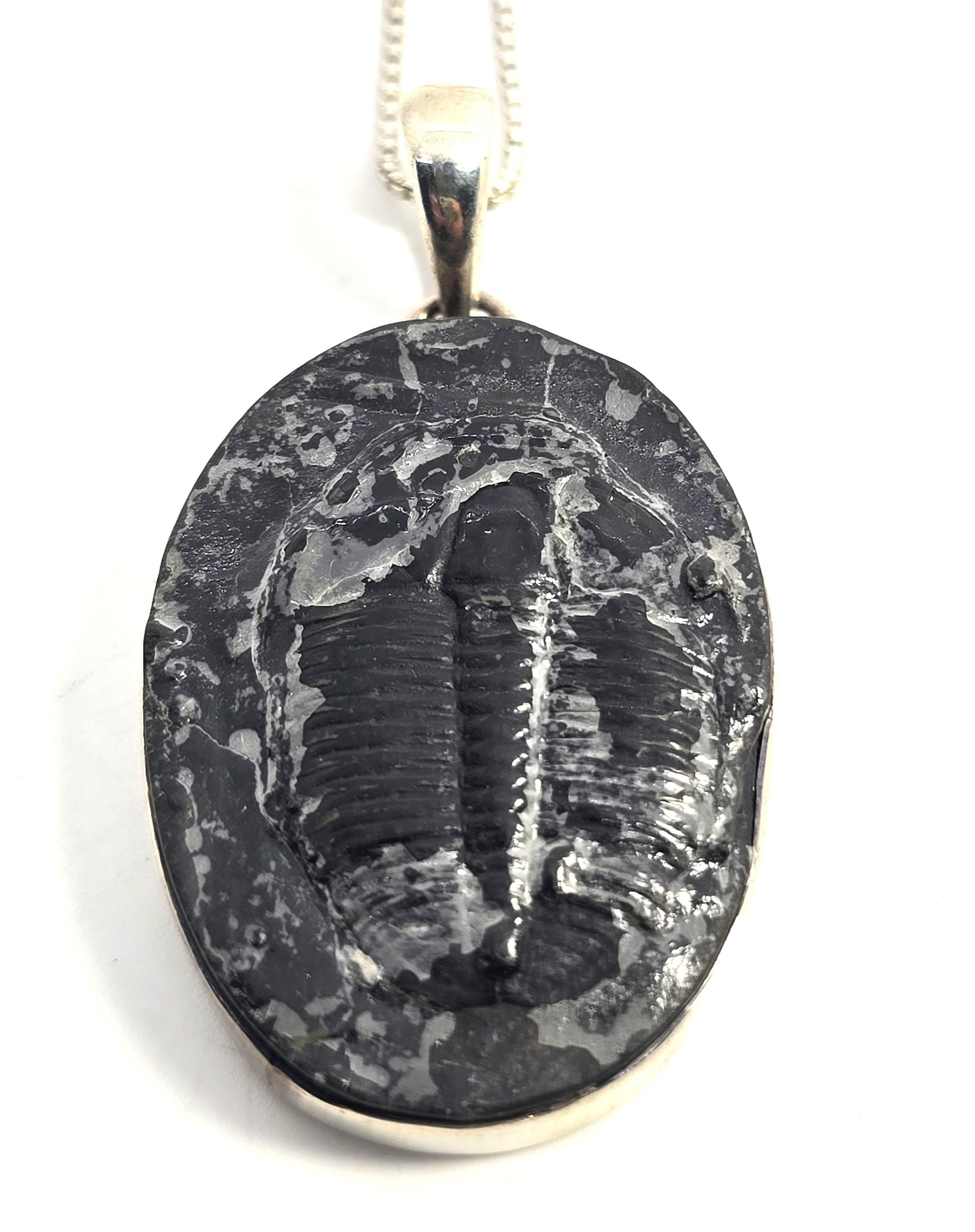 Sajen Trilobite Fossil Pendant vintage Sterling Silver framed Pendant Necklace