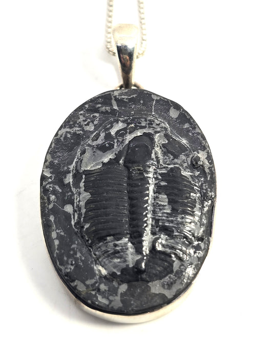 Sajen Trilobite Fossil Pendant vintage Sterling Silver framed Pendant Necklace