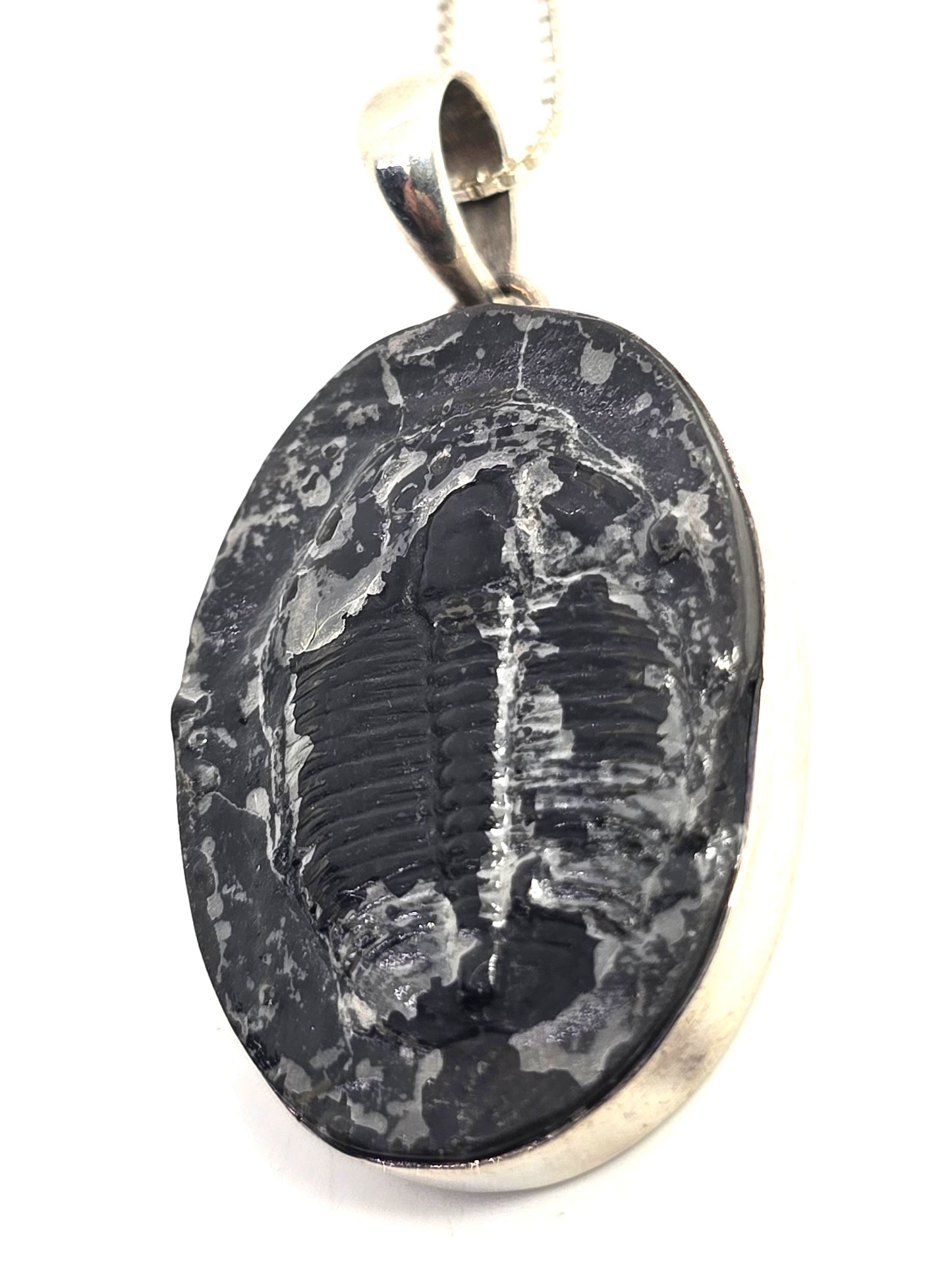 Sajen Trilobite Fossil Pendant vintage Sterling Silver framed Pendant Necklace